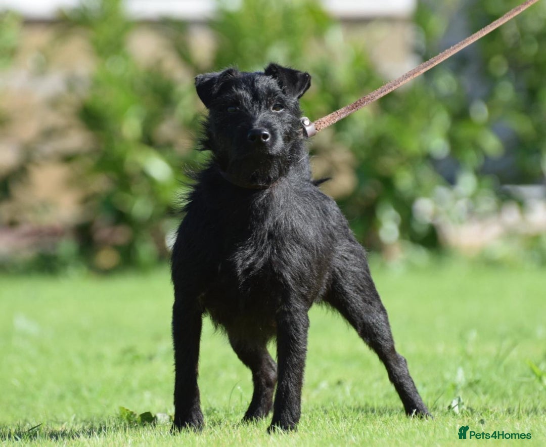 Mixed Breed dogs for sale: Council approved 5⭐️licensed breeder  - Image 5