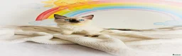 Ragdoll cats for sale: GCCF Registered Ragdoll Kittens - Advert 12