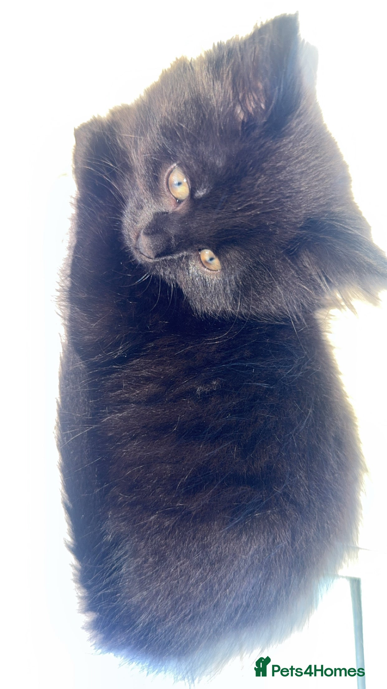 Mixed Breed cats beautiful kittens looking for their forever homes - Advert 3