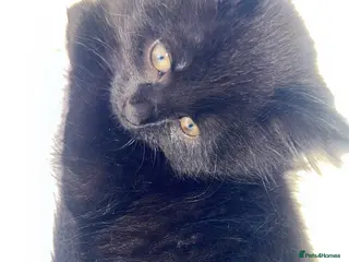 Mixed Breed cats beautiful kittens looking for their forever homes - Advert 2