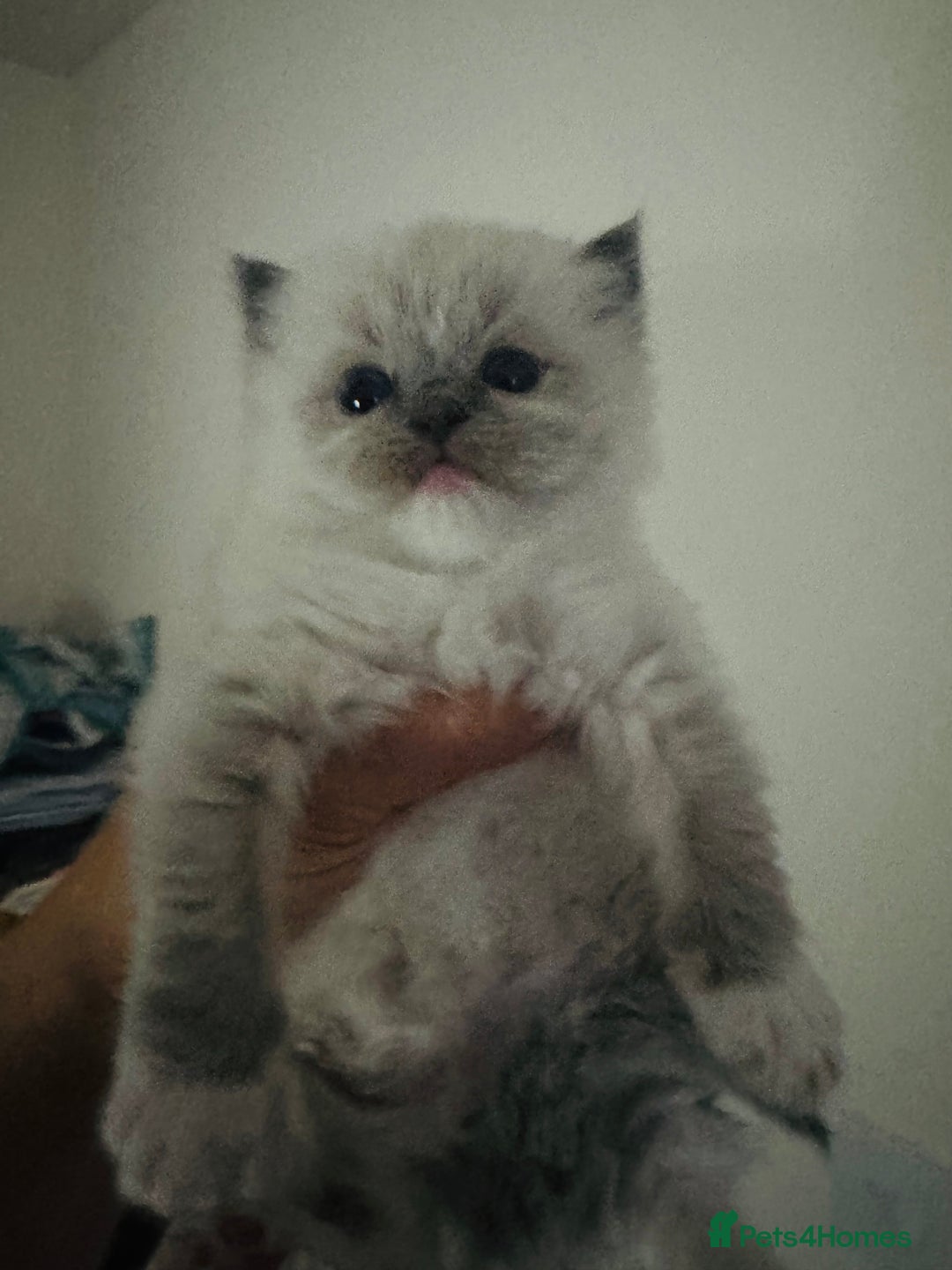 Ragdoll cats for sale: Tica Active Champion blood Ragdoll kittens - Image 12