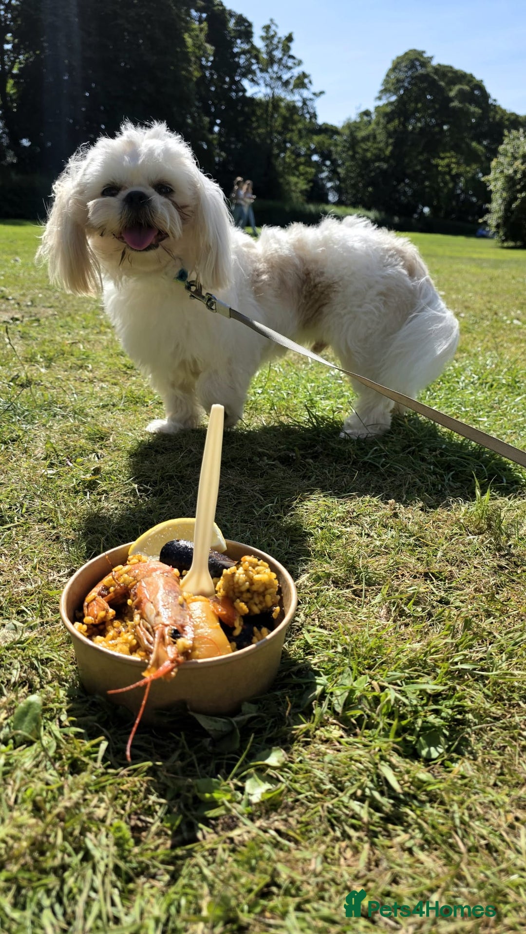 Shih Tzu dogs for stud: KC Registered STUD Shih Tzu | Proven Lineage - Advert 4