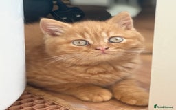 British Shorthair cats for sale: Rare Coloured British Shorthair kittens - Image 9