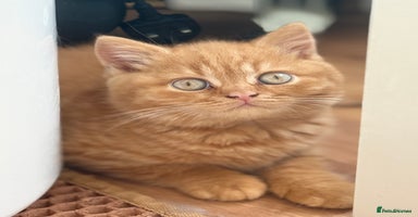 British Shorthair cats - Advert 2