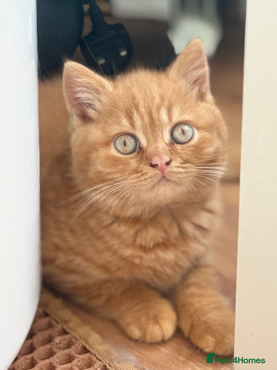 British Shorthair cats for sale: Rare Coloured British Shorthair kittens - Image 9