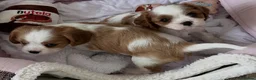 Cavalier King Charles Spaniel dogs for sale: Perfect Pure Cavalier King Charles Spaniel puppies - Advert 3