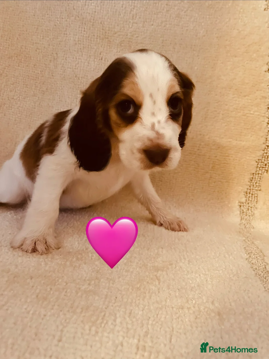 Sprocker dogs for sale: Spaniel pups  - Advert 1