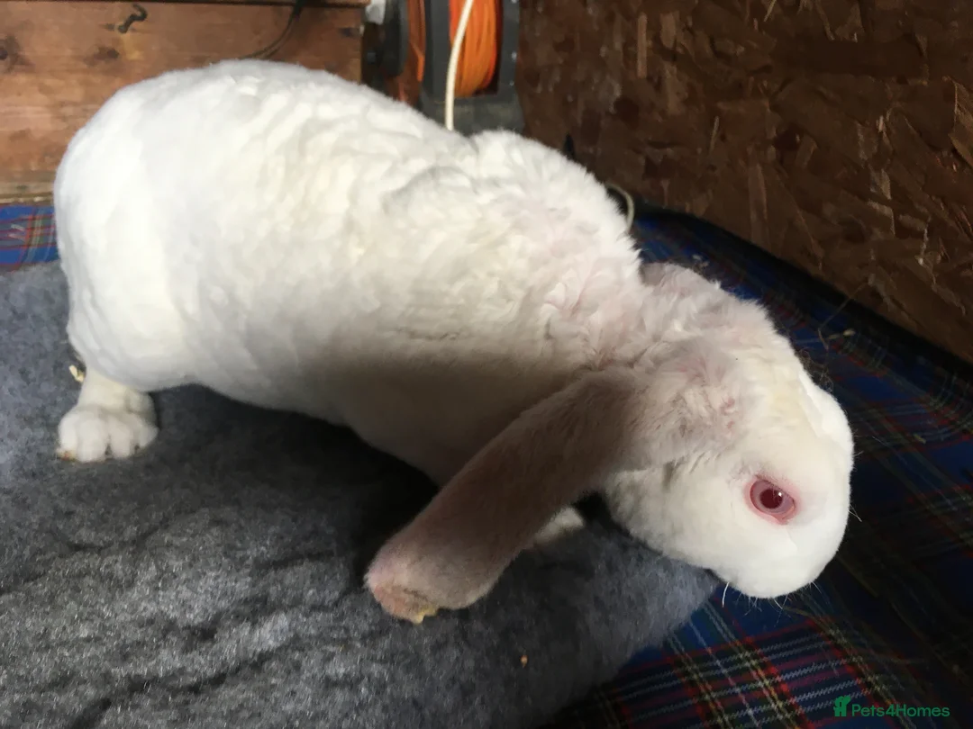 English Lop rabbits for sale: Velveteen Lop buck youngster  - Advert 5
