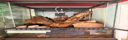 Millipedes invertebrates for sale: Giant African Train Millipede and full set up - Advert 3