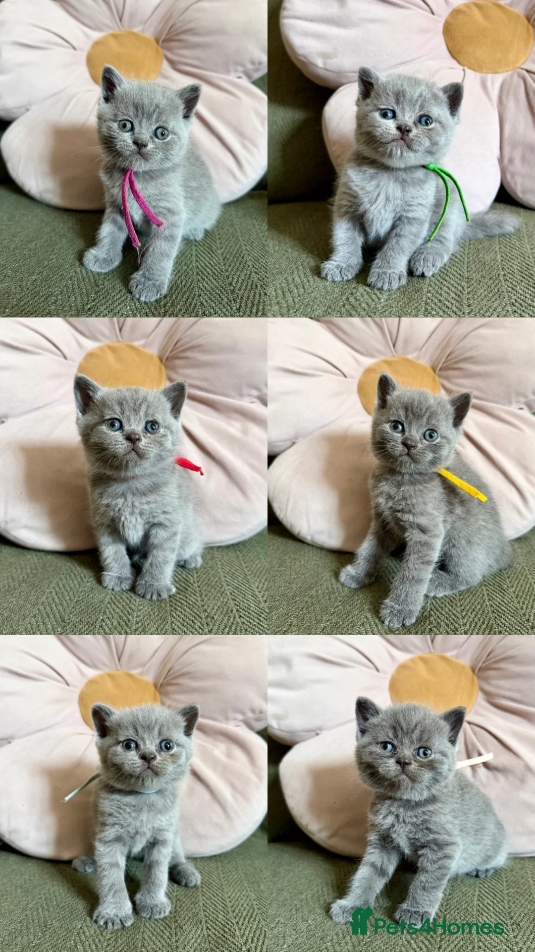 British Shorthair cats for sale: Beautiful Lilac British Shorthair Kittens - Advert 2