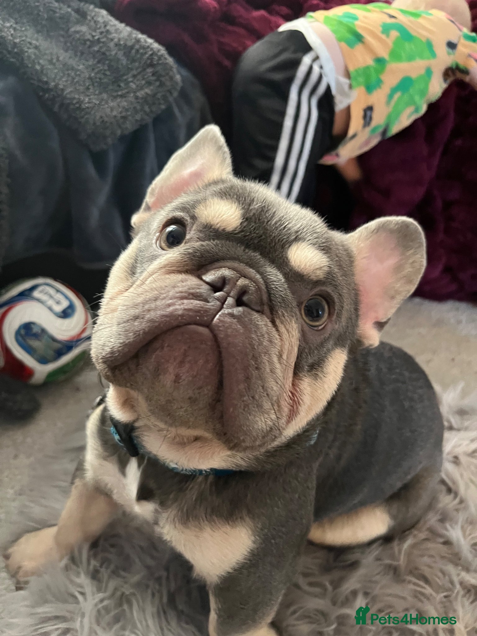 French Bulldog dogs for sale: Hugo-French bulldog - Advert 1