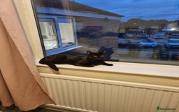 Domestic Shorthair cats for sale: 7 month old black male kitten - Image 2