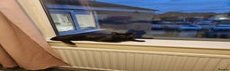 Domestic Shorthair cats for sale: 7 month old black male kitten - Advert 2