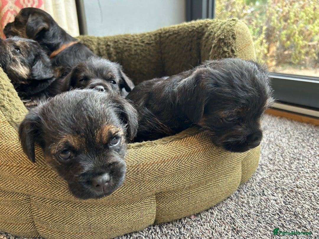 Border Terrier dogs for sale: Two beautiful Border Terriers dog puppies - Image 3