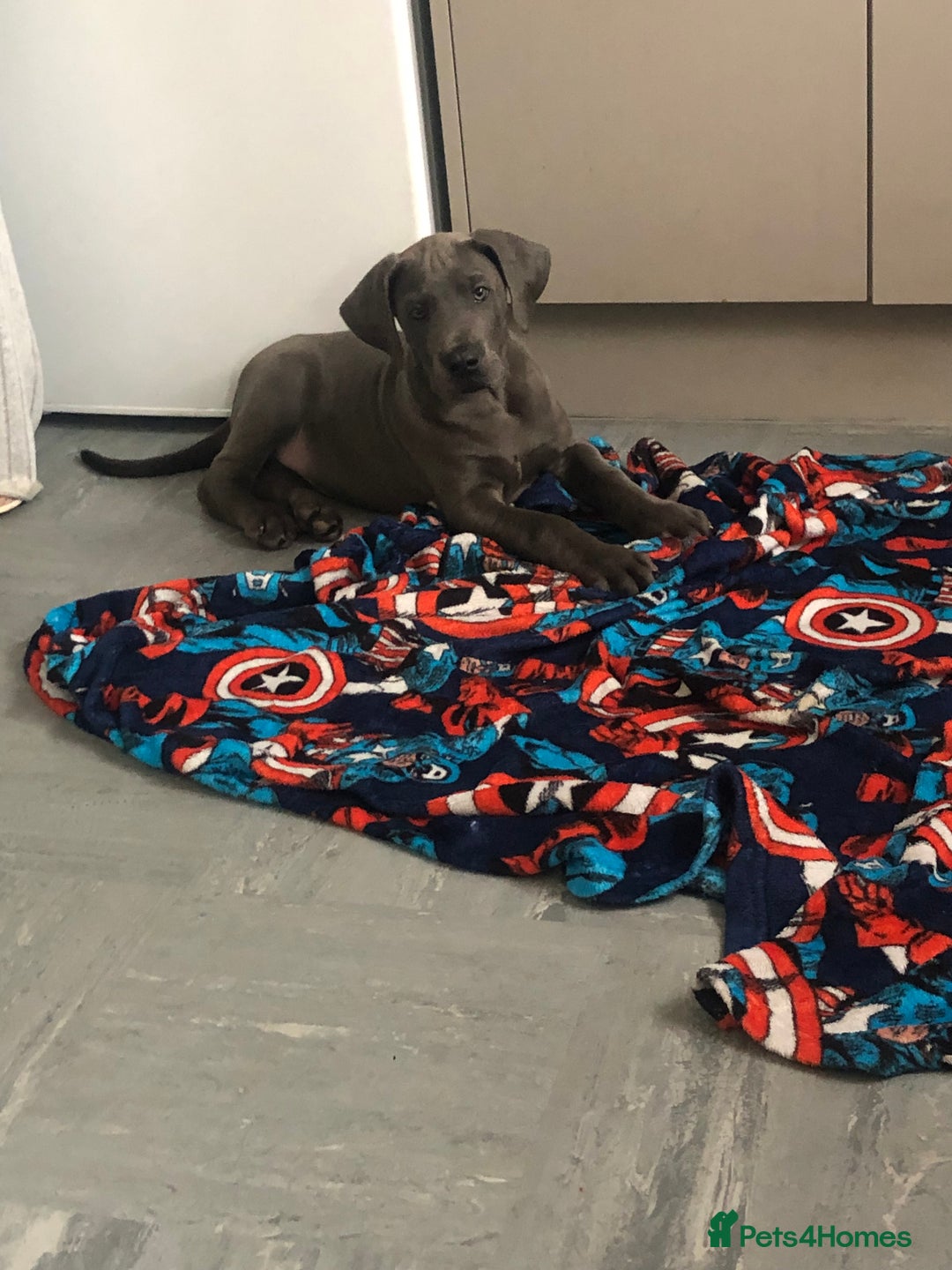 Great Dane dogs for sale: Blue Great Dane puppies - Advert 4