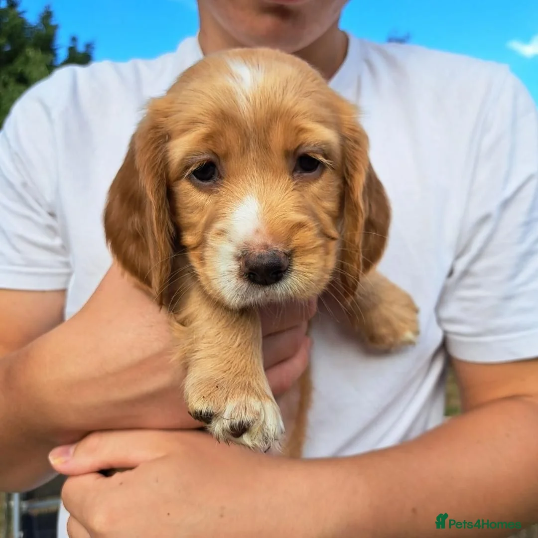 Mixed Breed dogs for sale: Sprockerbatts Springer Basset Cocker cross puppies in Templecombe - Advert 2
