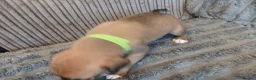 Mixed Breed dogs for sale: Lurcher pups - Advert 21