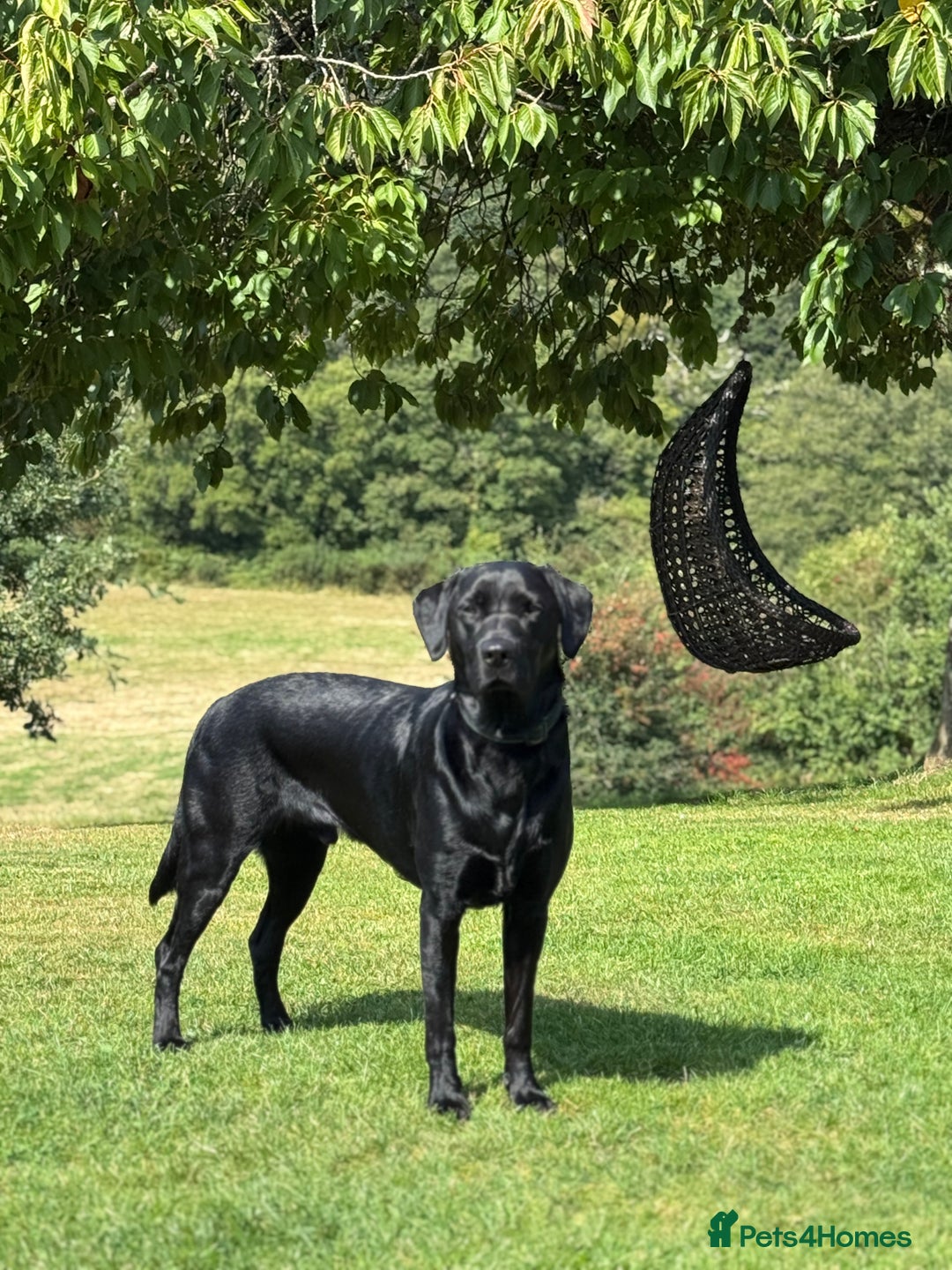 Labrador Retriever dogs for sale: Labrador Puppies  - Advert 7