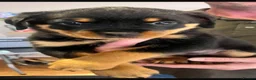 Rottweiler dogs for sale: Rottweiler pups  - Advert 2