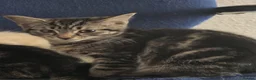 Domestic Shorthair cats for sale: Kittens for sale in Glasgow - Advert 4