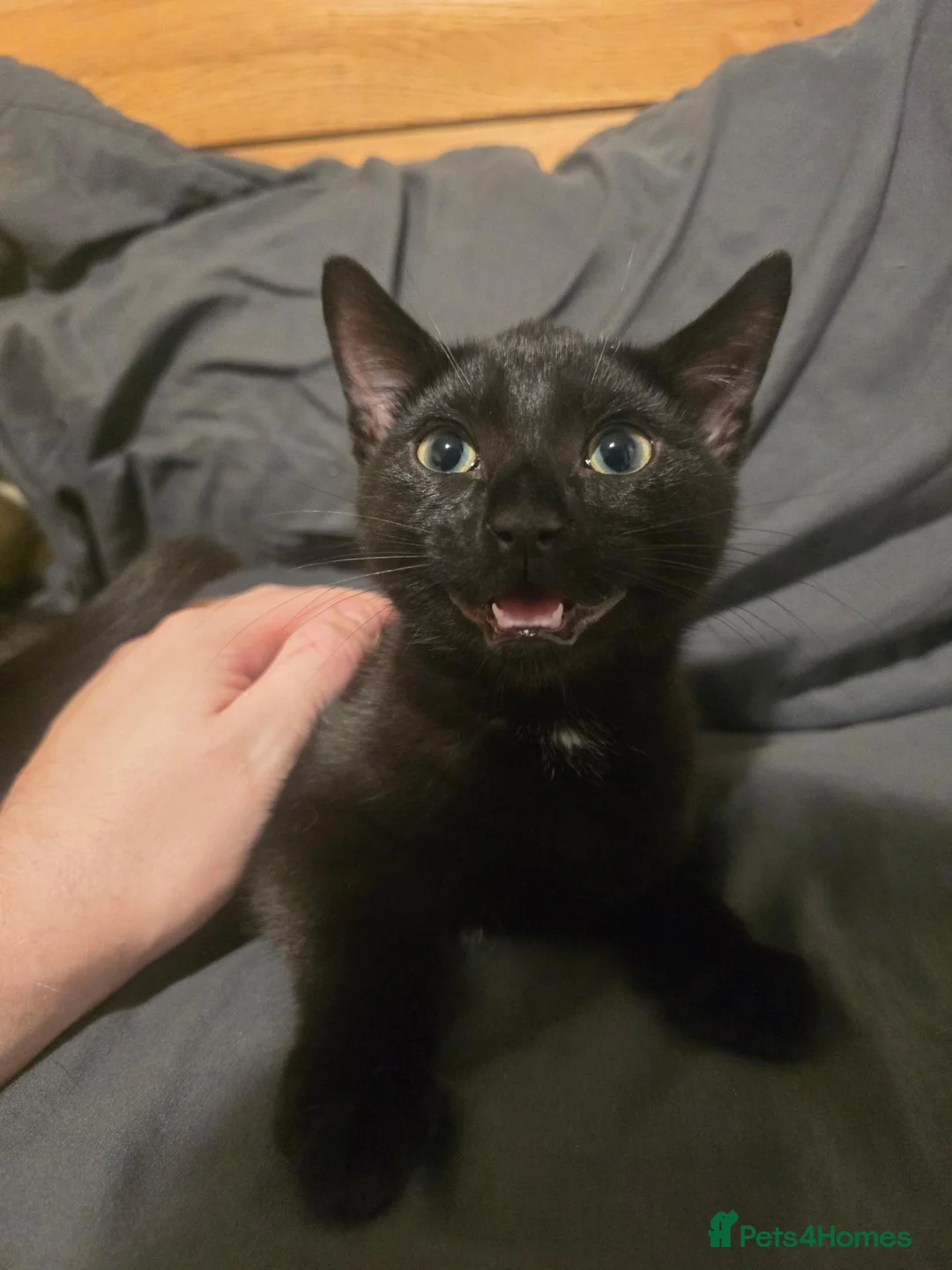Domestic Shorthair cats for sale: Mr. KITTEN - Advert 2