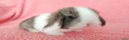 Mini Lop rabbits for sale: Baby mini lops for sale  - Advert 9