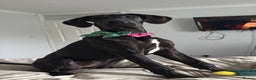 Great Dane dogs for sale: 5 month old Great Dane puppy  - Advert 4