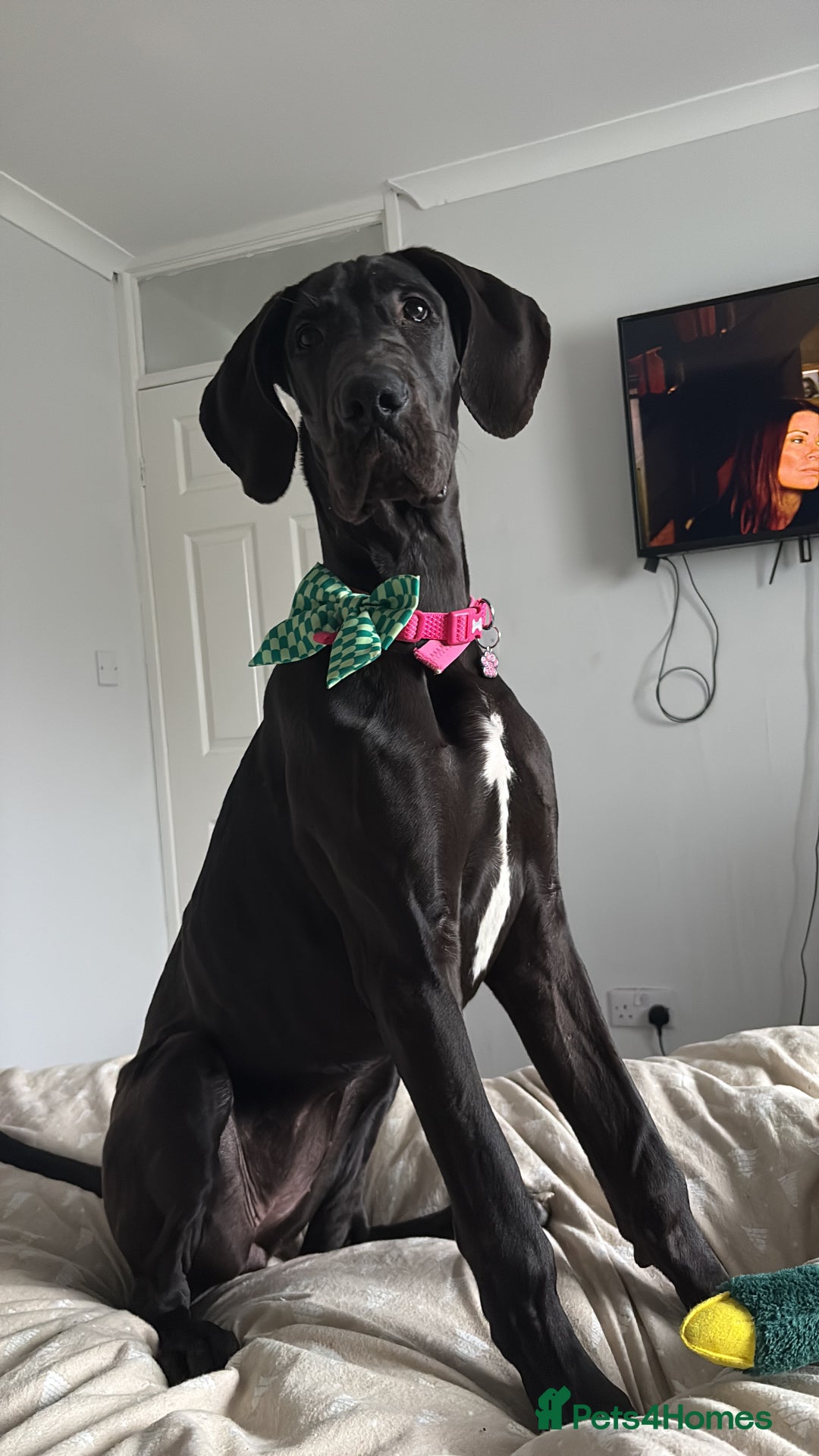 Great Dane dogs for sale: 5 month old Great Dane puppy  - Advert 4