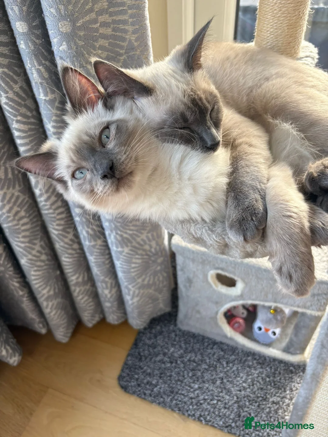 Ragamese cats for sale: Brother ragamese kittens (ragdoll/siamese) - Advert 2