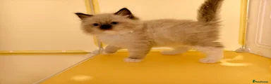Ragdoll Kitten 1