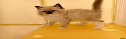 Ragdoll cats for sale: Loving Mitted Kittens – Ready for Homes - Advert 16