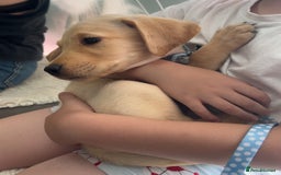 Labrador Retriever dogs for sale: Male golden Labrador puppy  - Image 1