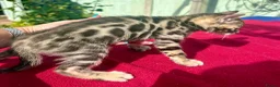 Keetso cats for sale: Superb rare polydactyl curled eared keetsos  - Advert 4