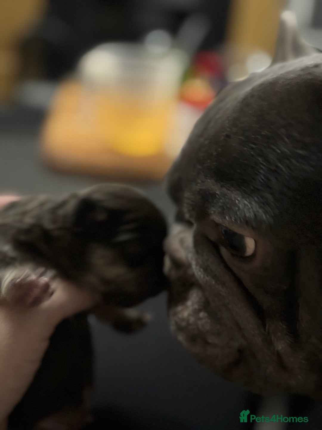 French Bulldog dogs for sale: French bulldog puppy - Advert 2