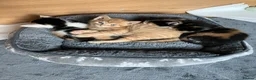 Mixed Breed cats for sale: Litter of 4 beautiful kittens  - Advert 21
