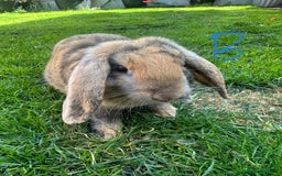 Mini Lop rabbits for sale: Mini Lop Rabbits For Sale  - Image 18