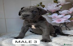 Mixed Breed dogs for sale: Italian Mastiff puppies READY NOW !!! - Image 3