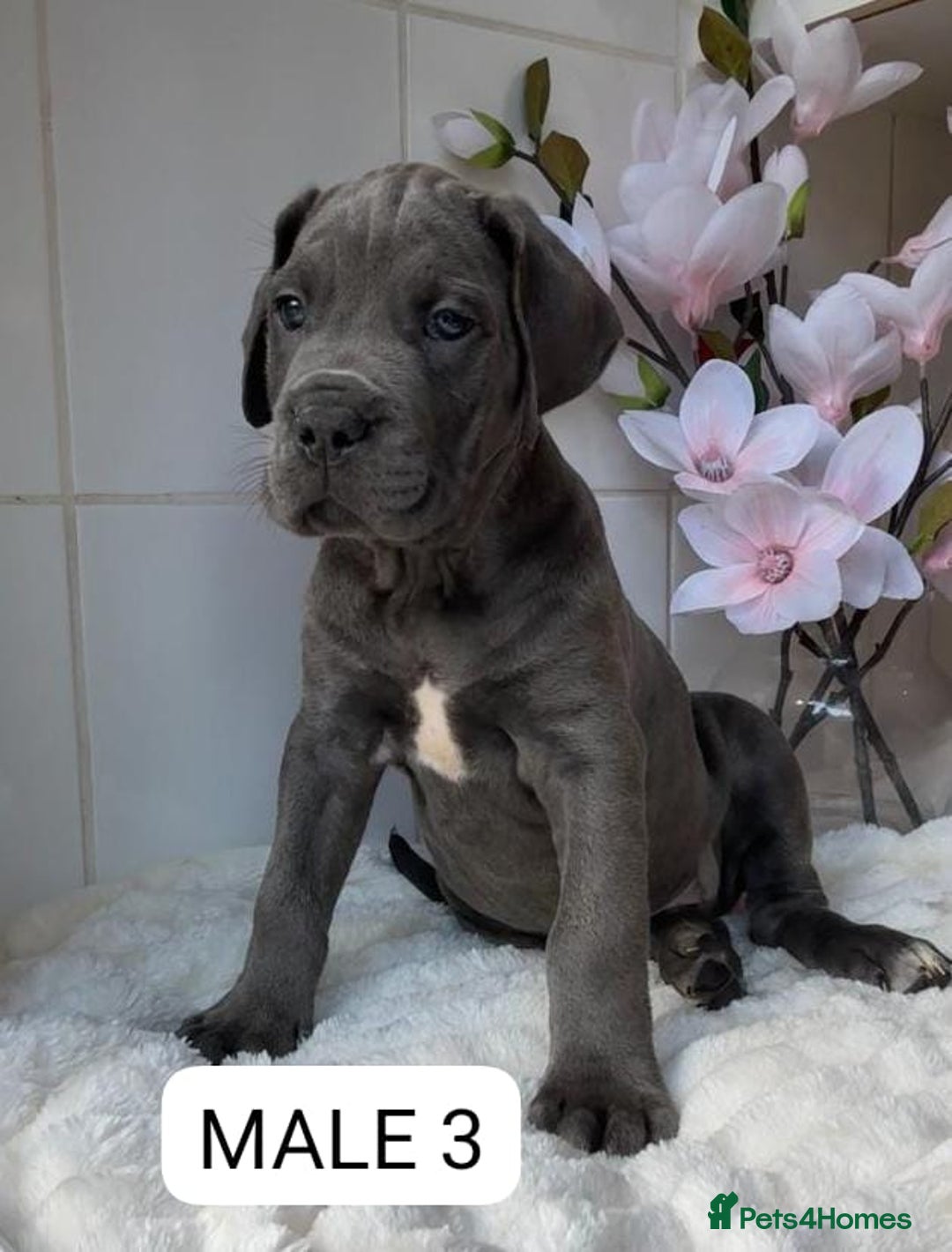 Mixed Breed dogs for sale: Italian Mastiff puppies READY NOW !!! - Image 3
