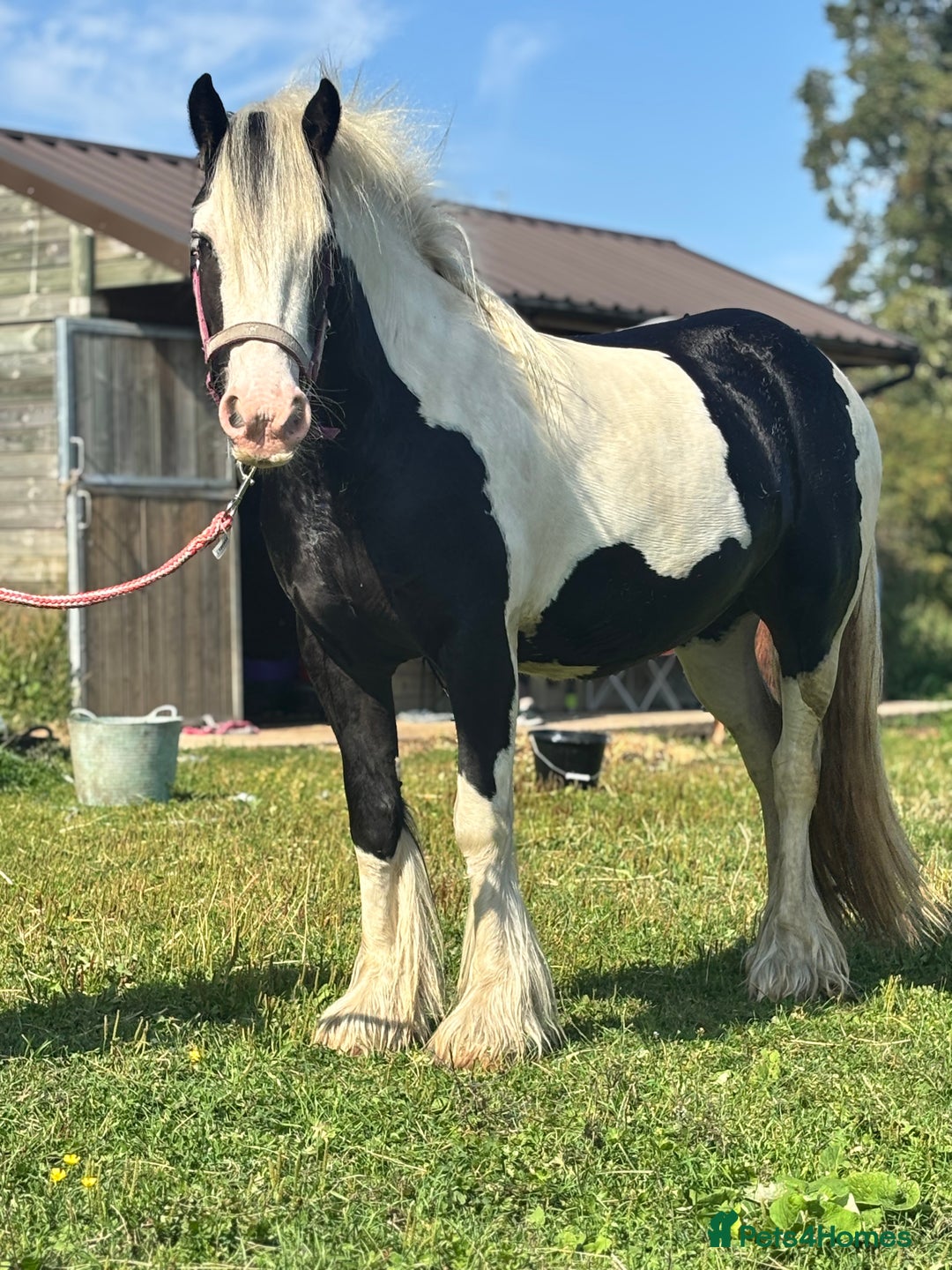 Irish Cob horses for sale: Gyspy offers considered - Image 4