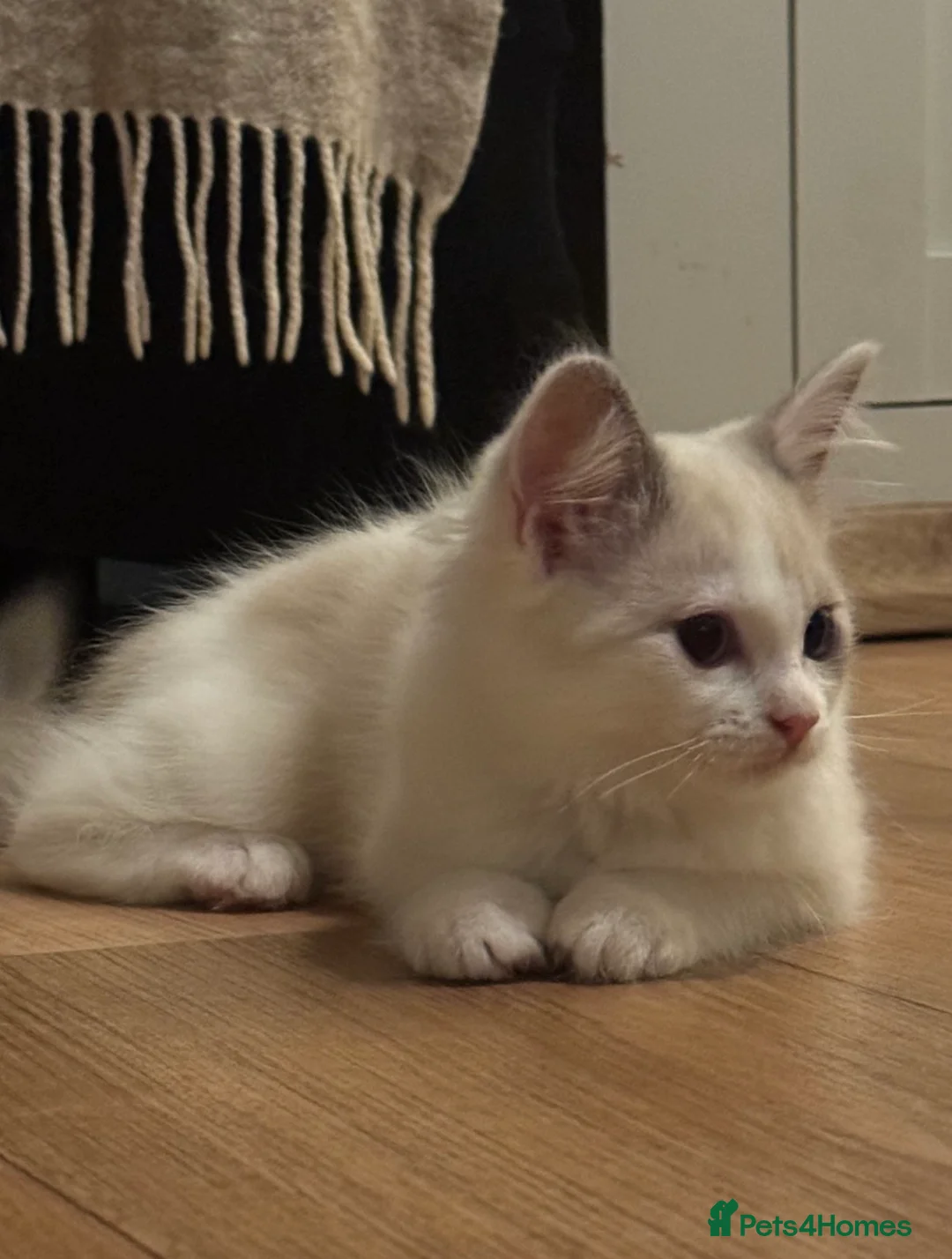 Ragdoll cats for sale: ⭐️ Meet Our Beautiful Ragdoll Babies ⭐️ - Advert 33