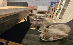 Maine Coon cats for sale: 2 females  - Image 1
