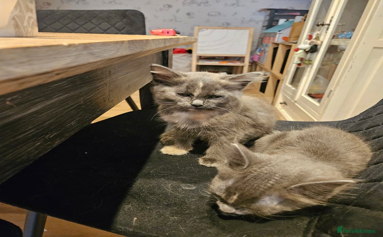 Maine Coon cats - Advert 5