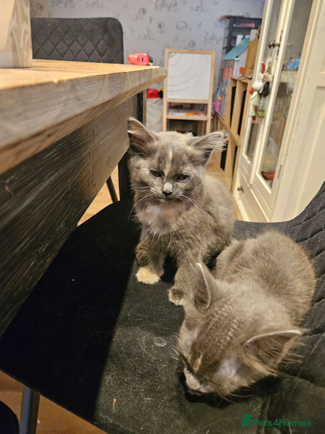 Maine Coon cats for sale: 2 females  - Image 1