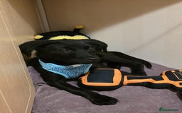 Labrador Retriever dogs for sale: Beautiful Labroador boy - Image 6