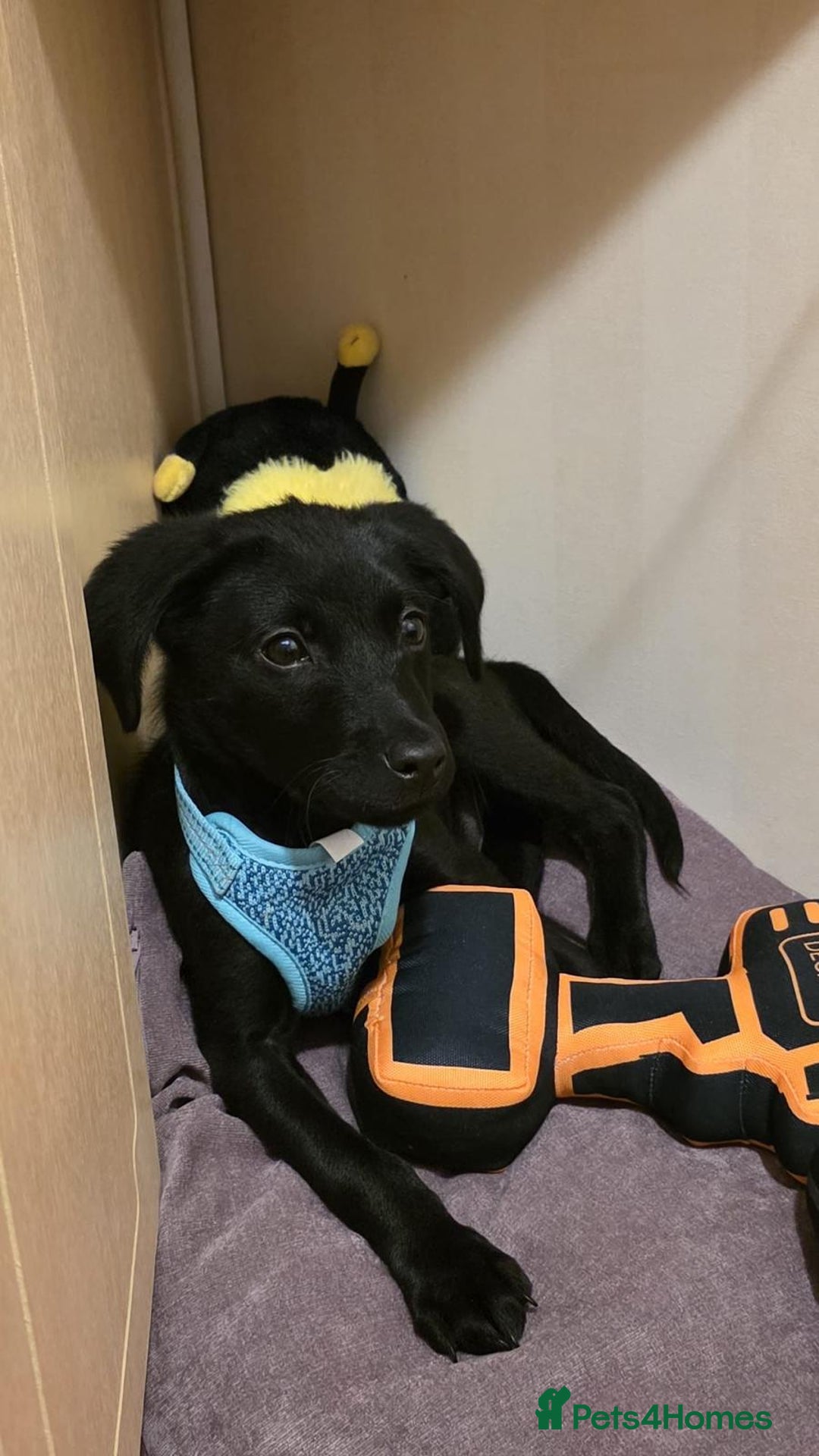 Labrador Retriever dogs for sale: Beautiful Labroador boy - Image 6