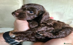 Cockapoo dogs for sale: F1 Cockapoo Puppies. Thick Coats. DNA tested - Image 19