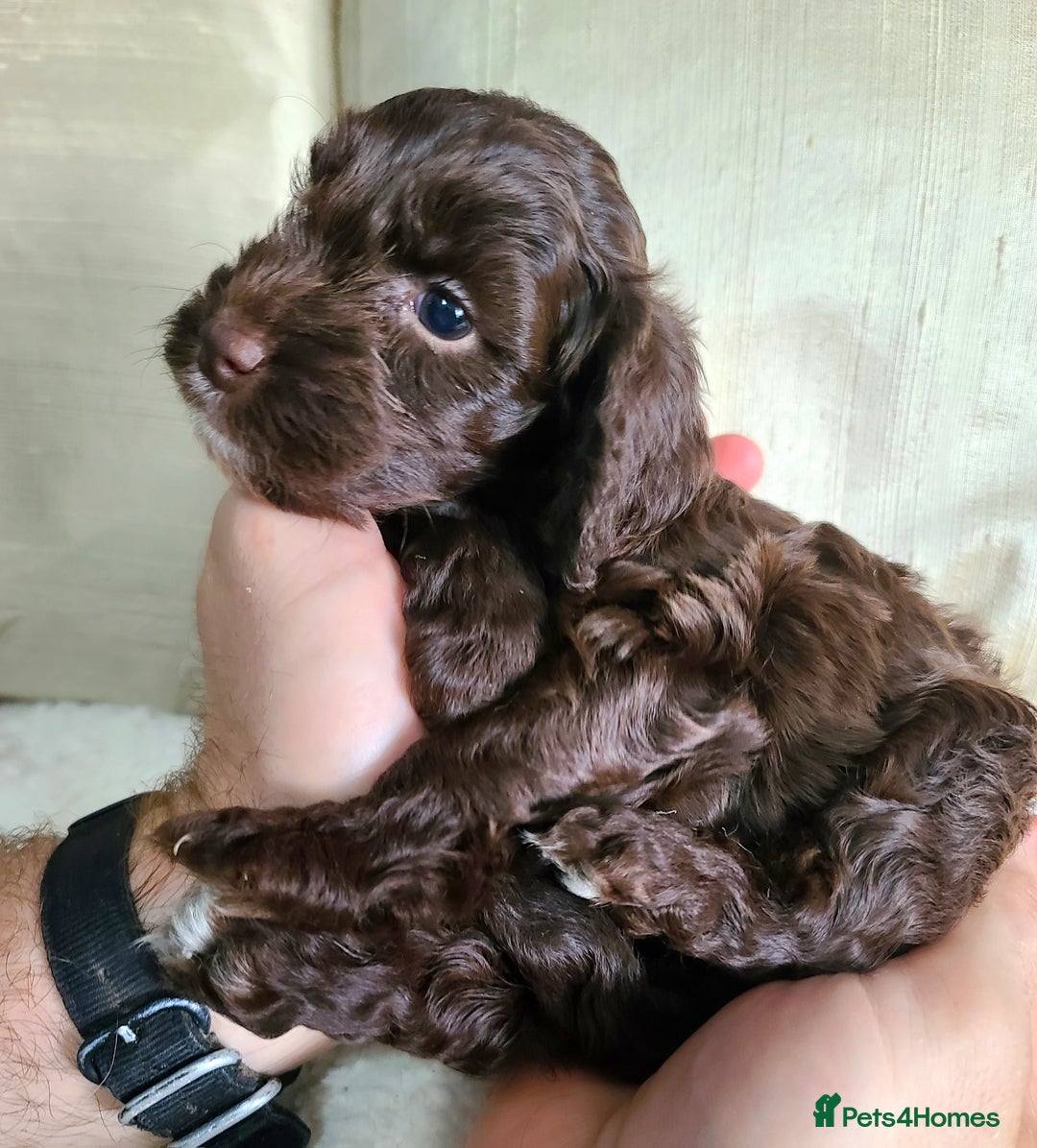 Cockapoo dogs for sale: F1 Cockapoo Puppies. Thick Coats. DNA tested - Image 19