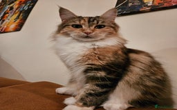 Maine Coon cats for sale: Gccf maincoon kittens. Ready from the 20th Sept  - Image 25