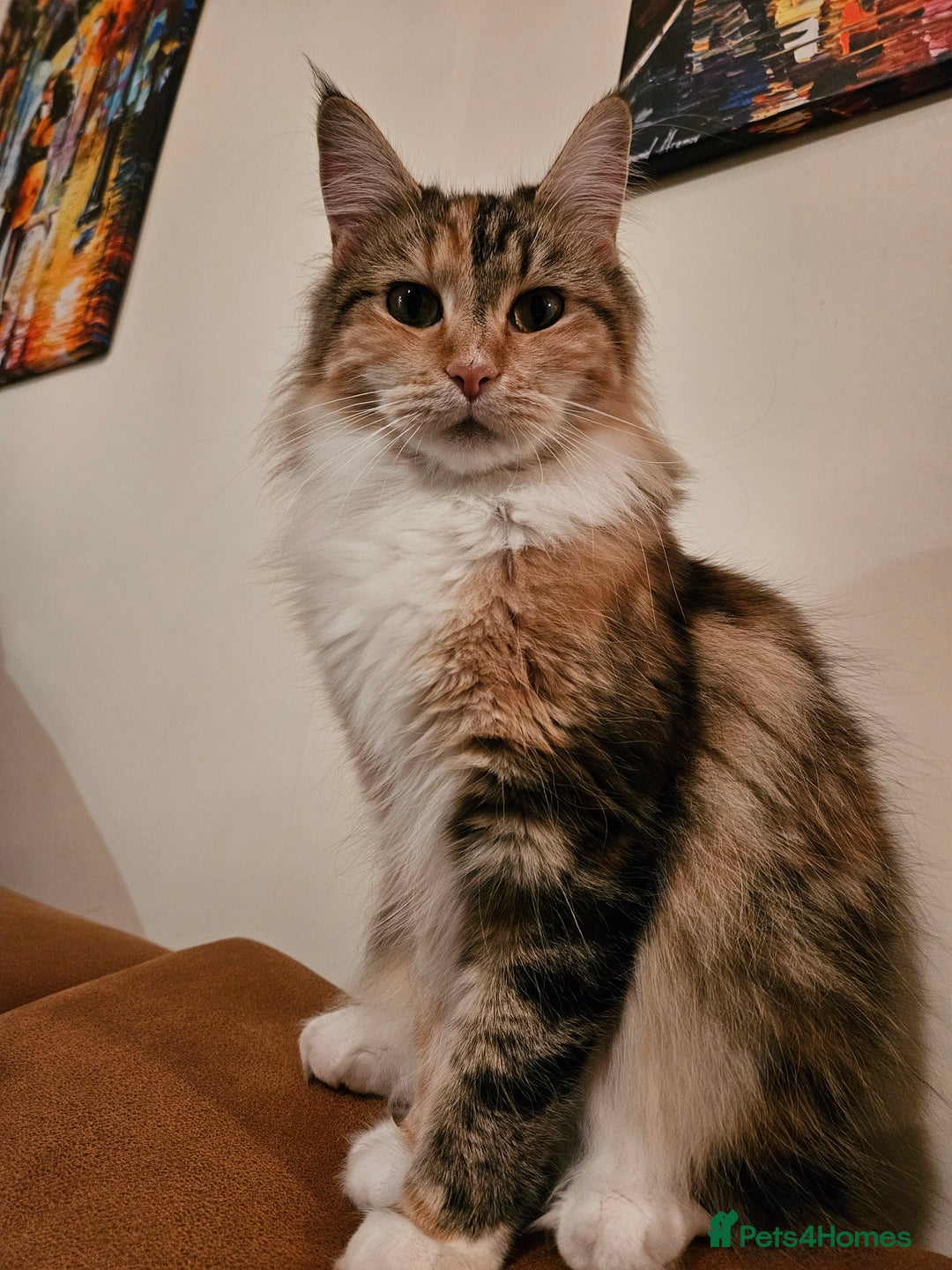 Maine Coon cats for sale: Gccf maincoon kittens. Ready from the 20th Sept  - Image 25