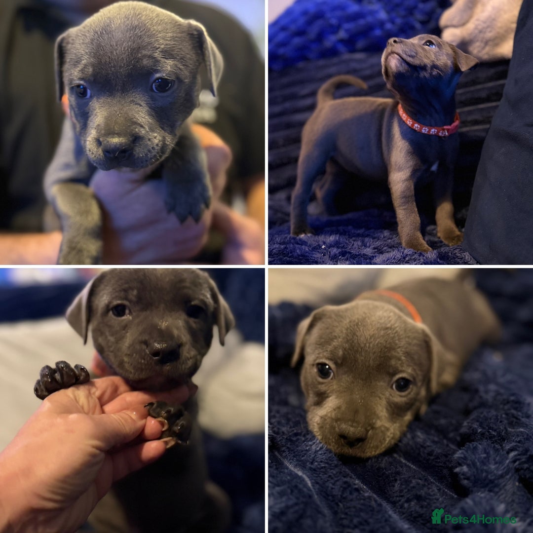Staffordshire Bull Terrier dogs for sale: KC Registered Exceptional Blue Staffies - Advert 35
